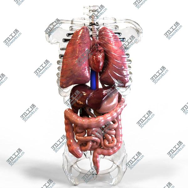 images/goods_img/20210312/Internal Organs/1.jpg
